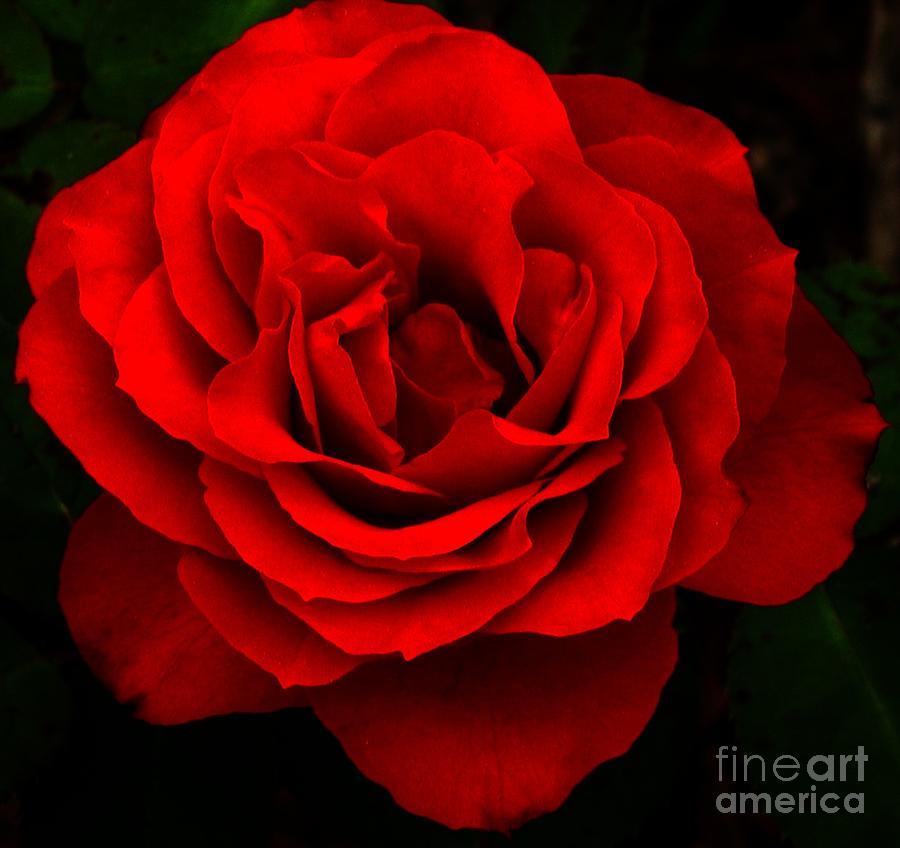 Fire Red Rose Photograph