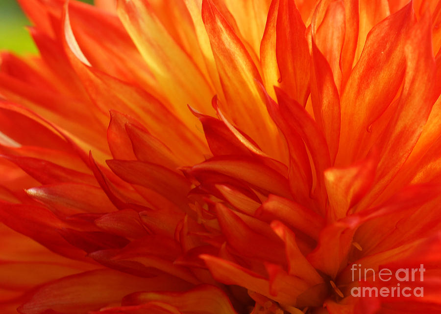 Fire Of A Dahlia Photograph by Rudi Prott - Fine Art America