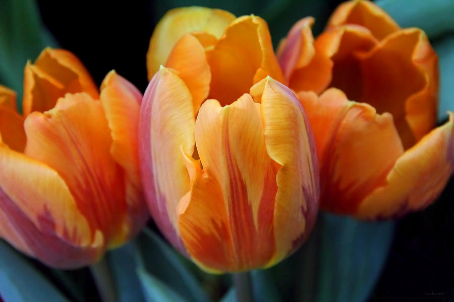 Fire Orange Tulip Flowers Photograph by Jennie Marie Schell