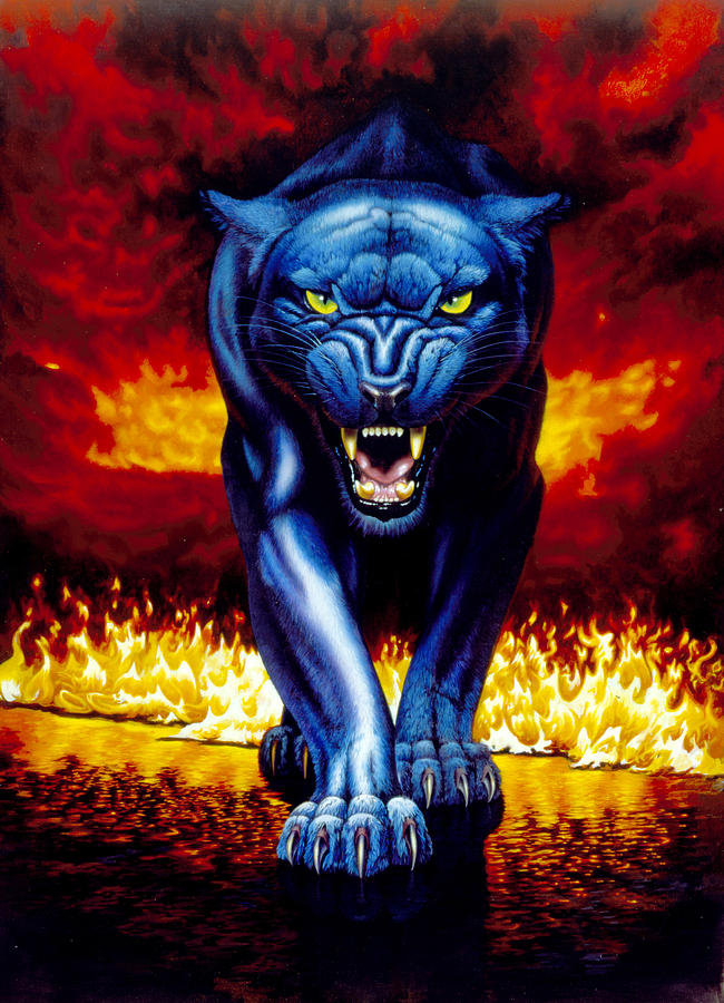 Fire Panther Photograph by MGL Meiklejohn Graphics Licensing