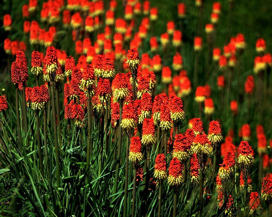 Fire Poker Photograph by William Fox Fine Art America