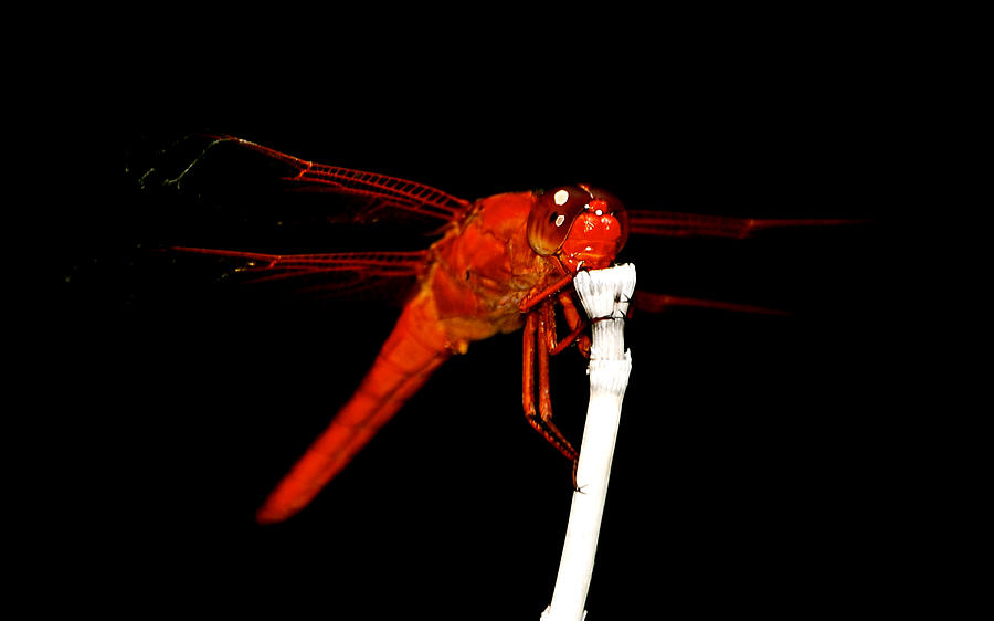 Fire Red Dragon Photograph by Peggy Franz