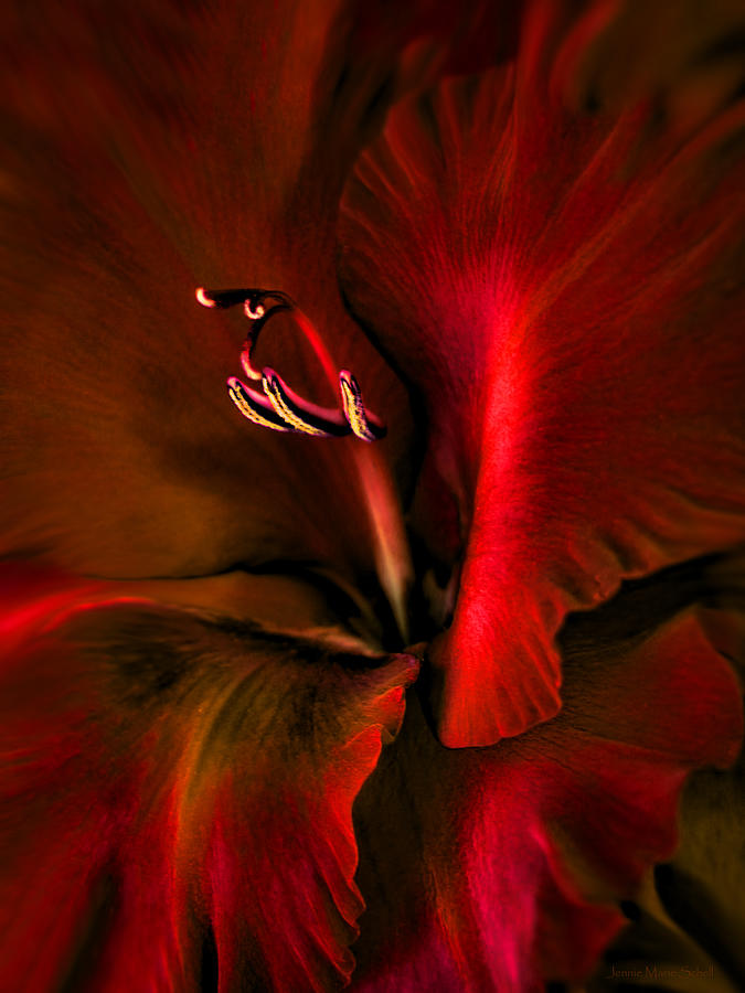 Fire Red Gladiola Flower Photograph by Jennie Marie Schell