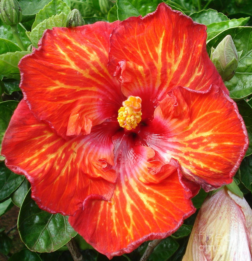 Fire Red Hibiscus by Rachel Munoz Striggow