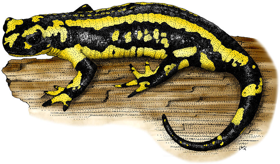 Fire Salamander Photograph by Roger Hall