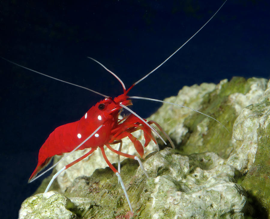 Fire shrimp or scarlet cleaner shrimp by Nigel Downer