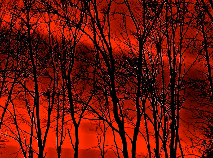Fire Trees Photograph by Gillis Cone