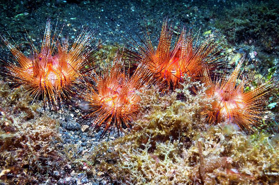 Fire Urchins by Science Photo Library