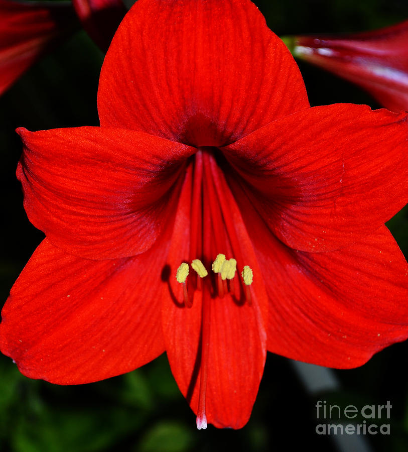 Fire Within an Amaryllis Flower Photograph by Eva Thomas | Fine Art America