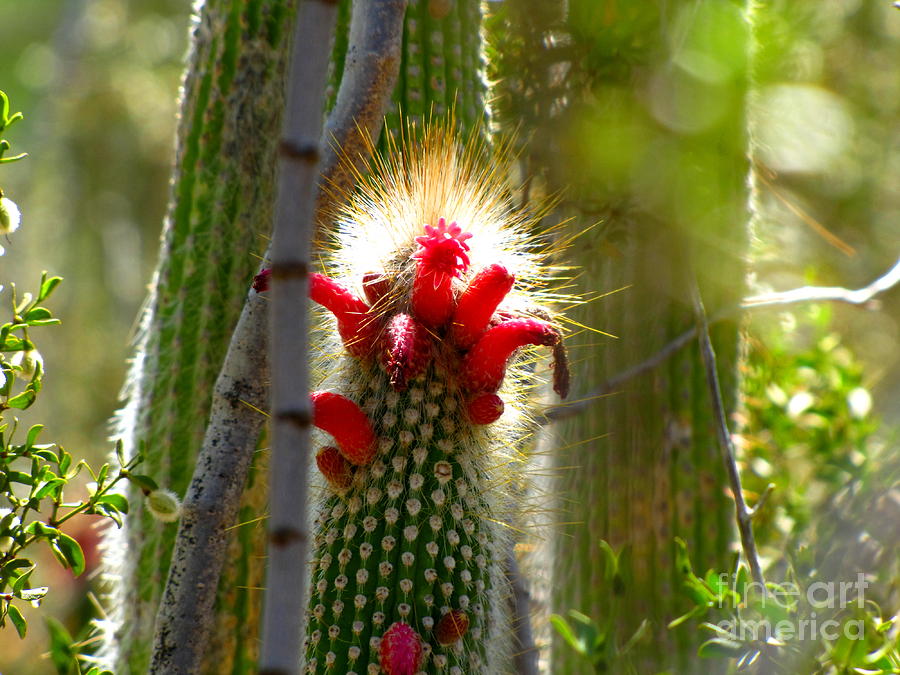 Firecracker Cacti Photograph by Marilyn Smith