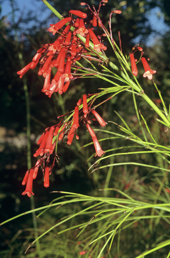 Russelia firecracker