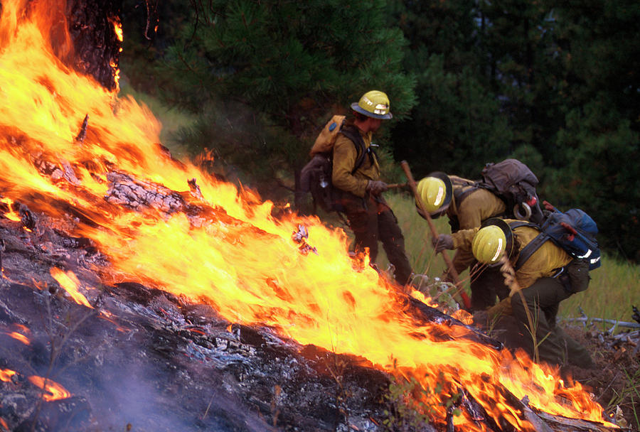 Salmon Photograph - Firefighters by Kari Greer/science Photo Library