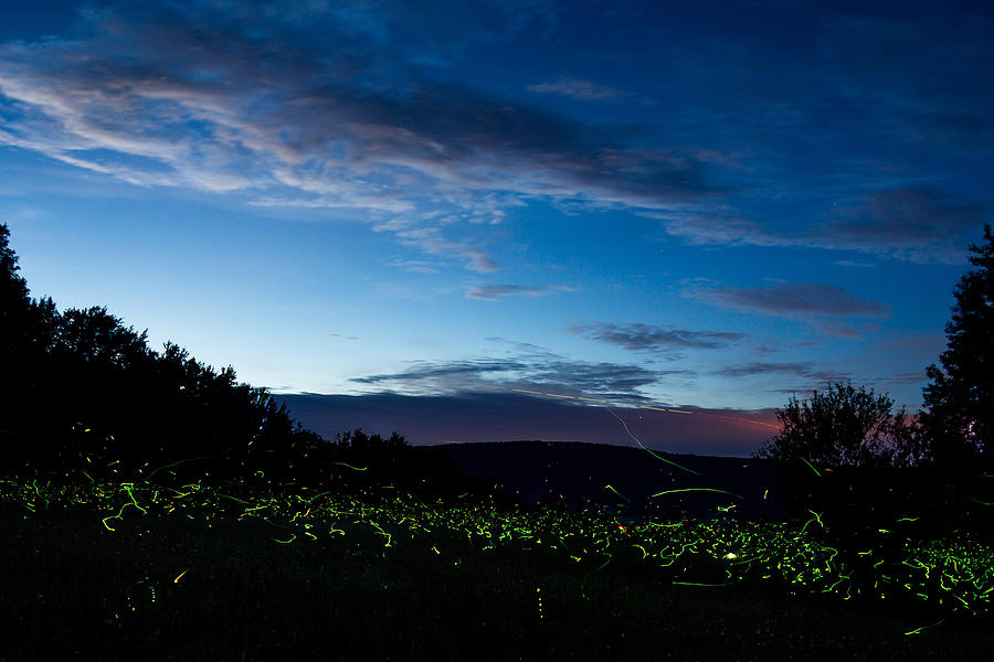 Fireflies at dusk Photograph by Chris Bordeleau