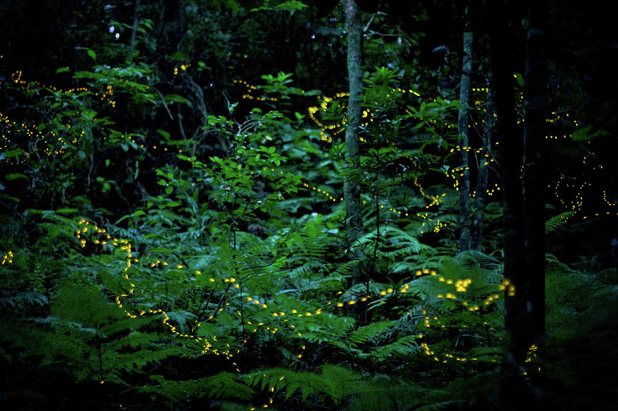 Fireflies In Japan Photograph by Elodie Giuge Fireflies In Japan Photograph by Elodie Giuge