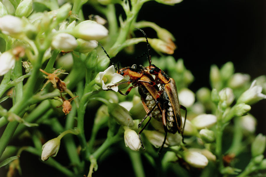 Fireflies Mating Photograph by Keith Kent/science Photo Library Pixels