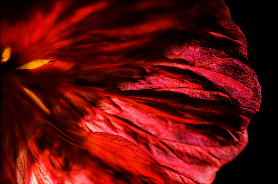 Fireflower Photograph by Sue Capuano