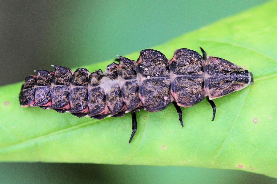 Firefly larva Photograph by Doris Potter