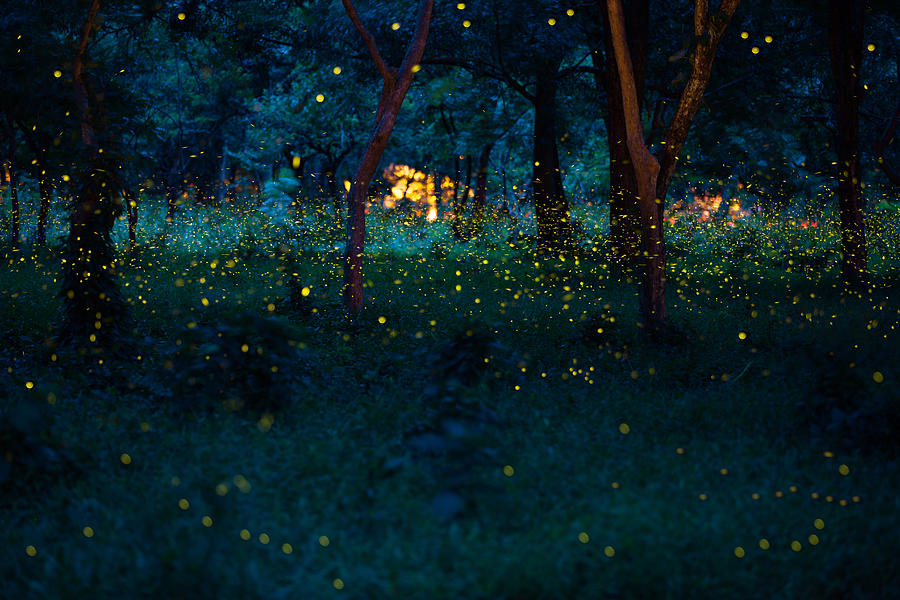 Firefly Photograph by Nobythai