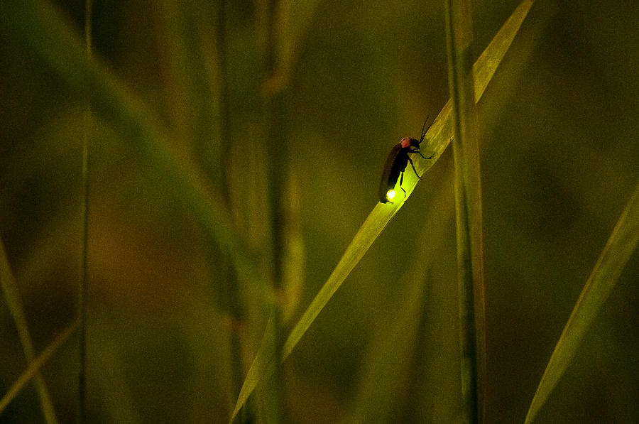 Firefly on grass Photograph by Noriakimasumoto
