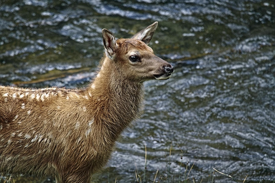 Firehole River Elk Fawn Photograph by Wes and Dotty Weber