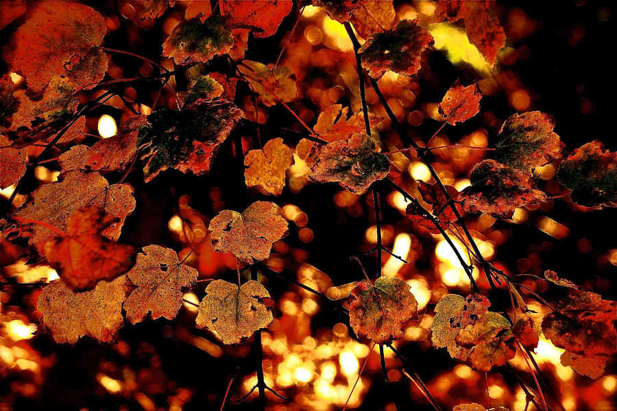 Fall Photograph - Firelight  by Ira Shander