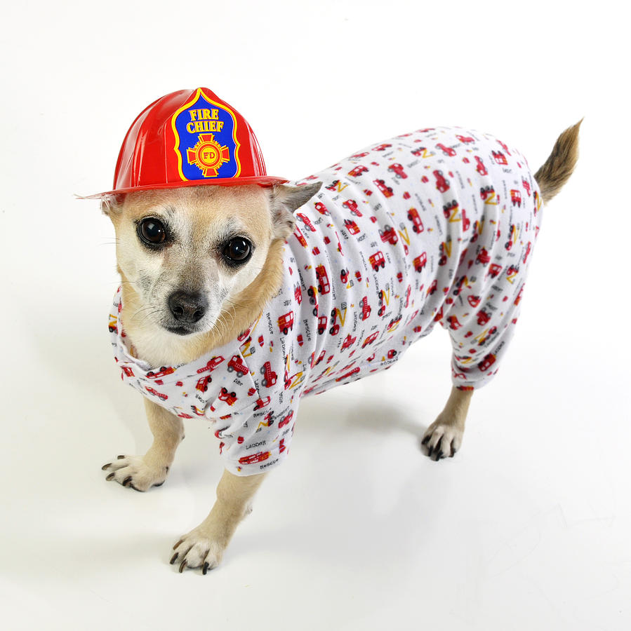 Fireman Chihuahua Photograph