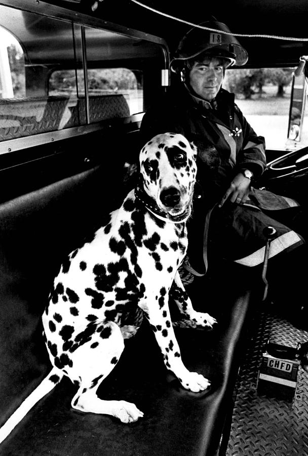 Vintage Photograph - Fireman Dalmatian to the Rescue by Retro Images Archive