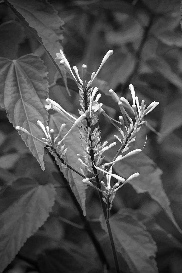 Flower Photograph - Firespike Plant Painted BW by Rich Franco