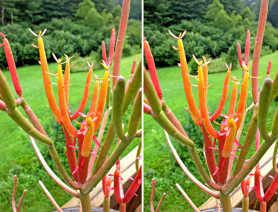 Firesticks in Stereo Photograph by Duane McCullough