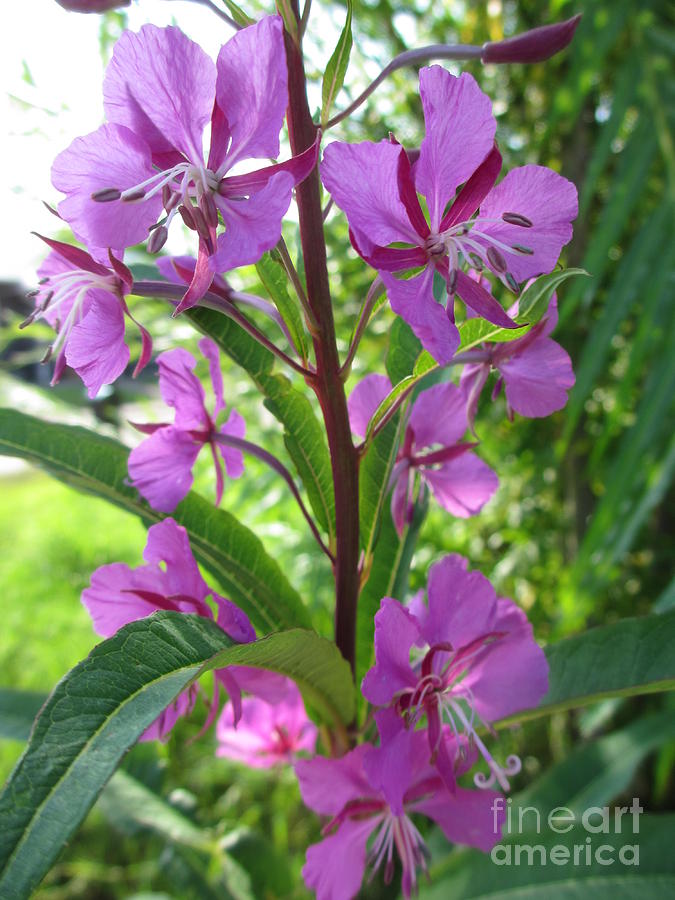 Fireweed 2 Photograph by Martin Howard