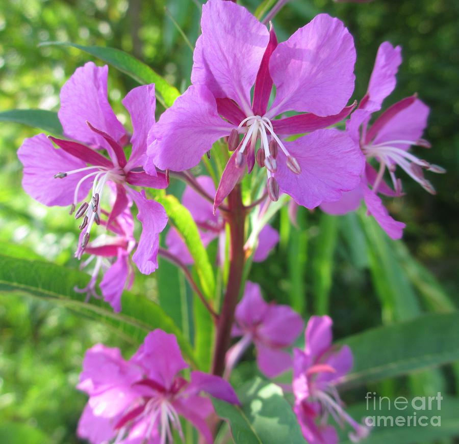 Fireweed 3 Photograph by Martin Howard