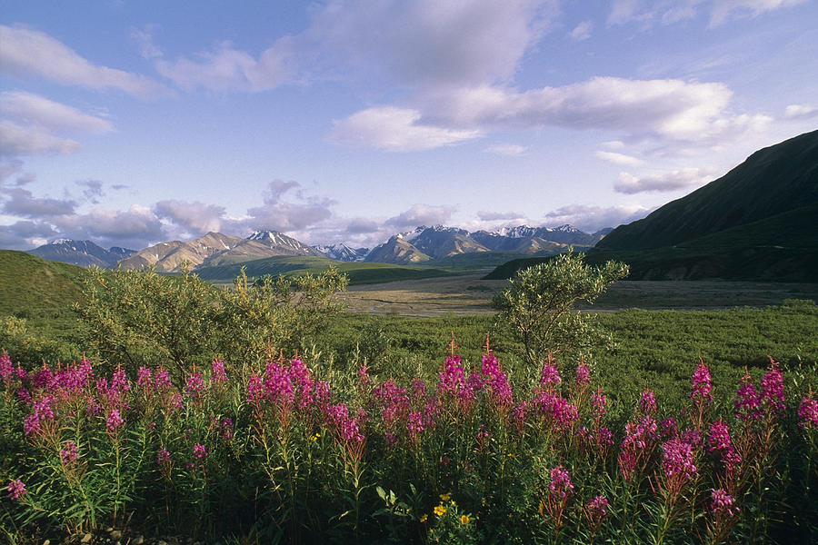 Fireweed Alaska Range Denali Np Summer Photograph by John Warden