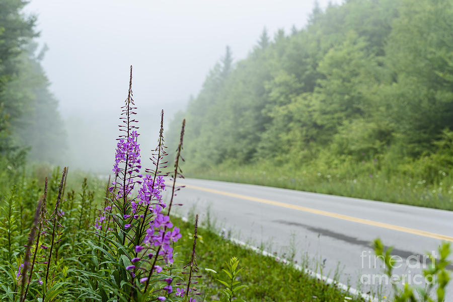 Summer Photograph - Fireweed and Fog Scenic Highway by Thomas R Fletcher