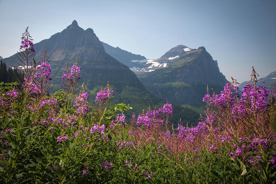 Fireweed And Mountains, Glacier Photograph by Karen Desjardin