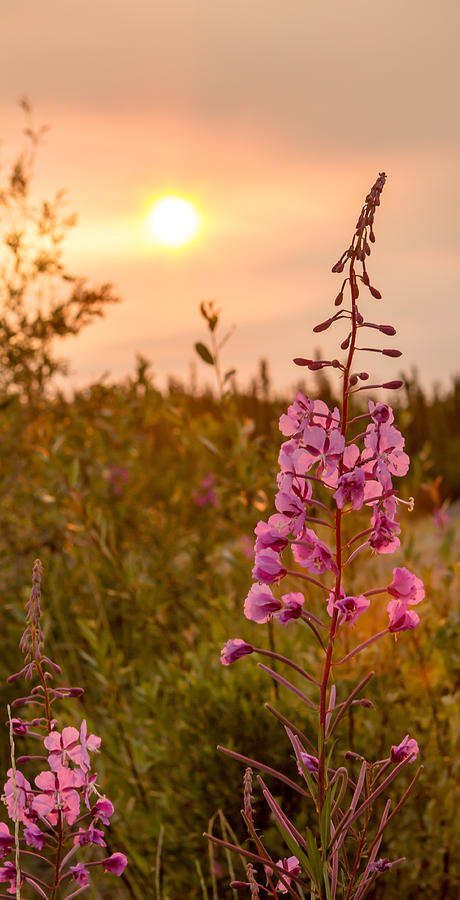 Fireweed and Sunsets Photograph by Valerie Pond