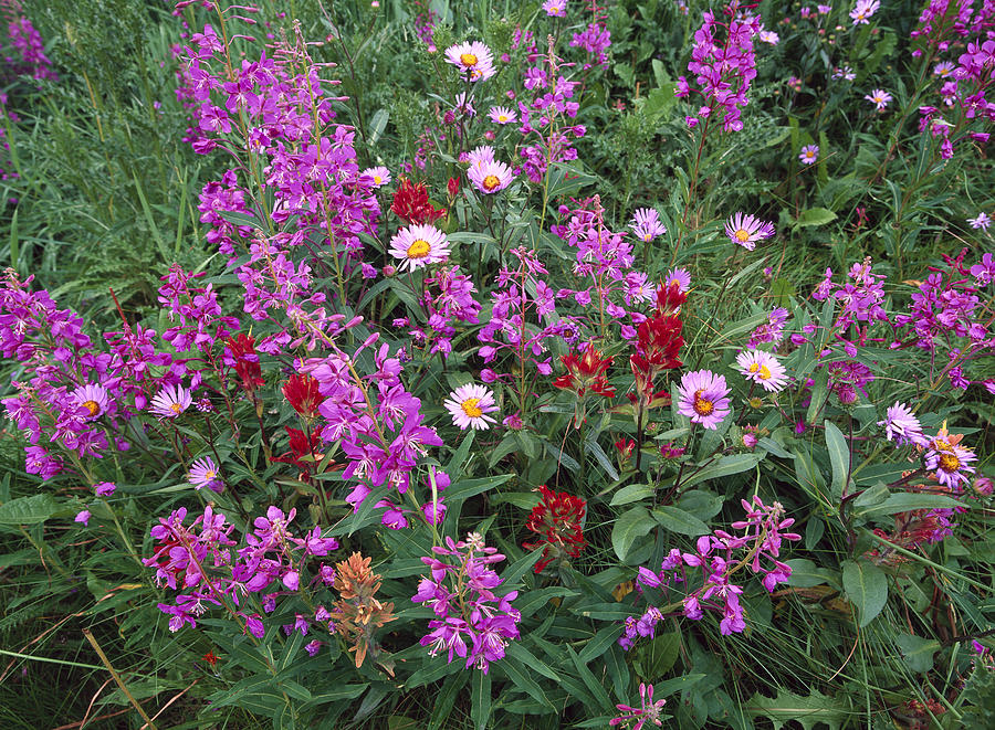 Fireweed Asters And Paintbrush Photograph by Tim Fitzharris