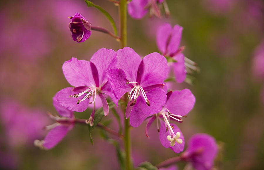 Flower Photograph - Fireweed Beauty by Morris McClung