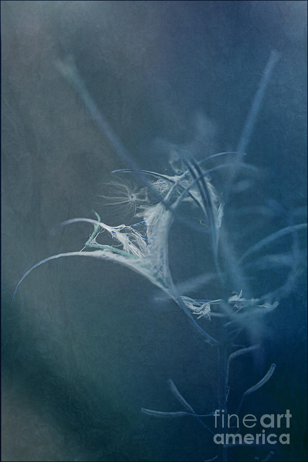 Nature Photograph - Fireweed Blues by Liz  Alderdice