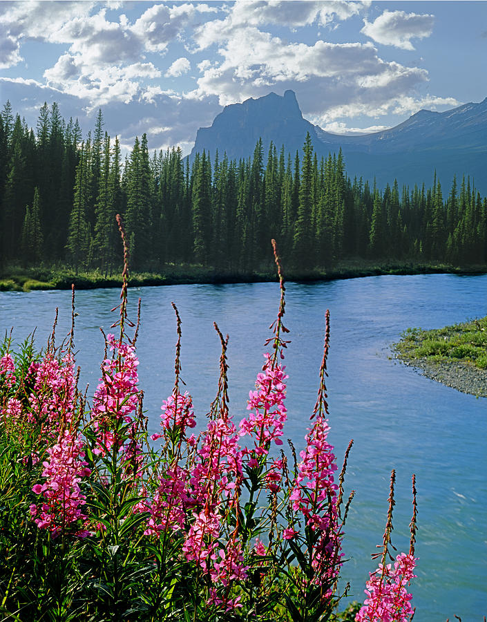 1M3331-Fireweed Bow River and Castle Mountain Photograph by Ed  Cooper Photography