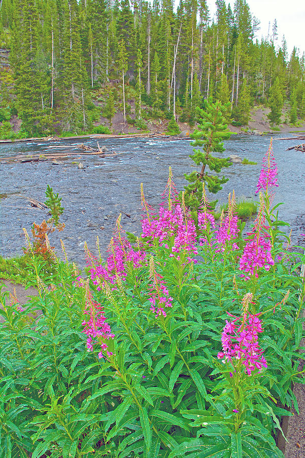 Fireweed by Lewis River in Yellowstone National Park-Wyoming Photograph by Ruth Hager