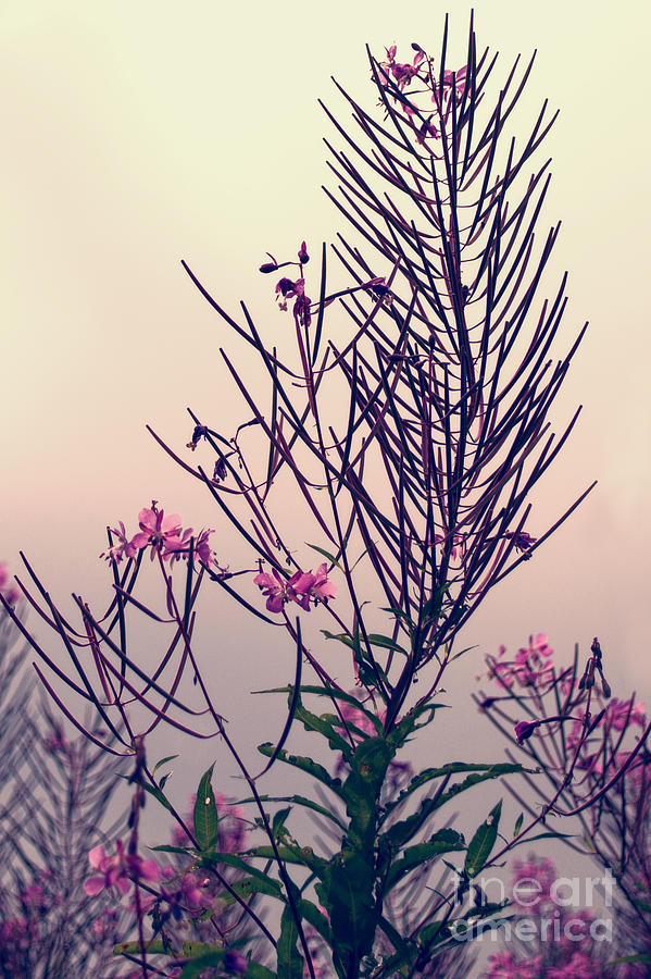 Flower Photograph - Fireweed Creative Floral Decor by Miss Dawn