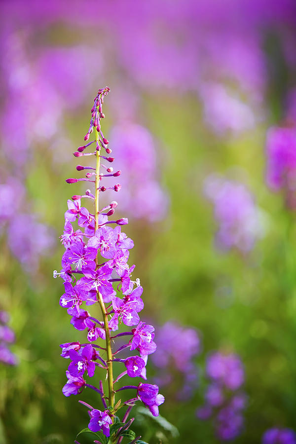 Fireweed Detail Near Anchor Point Photograph by Kevin Smith - Fine Art ...