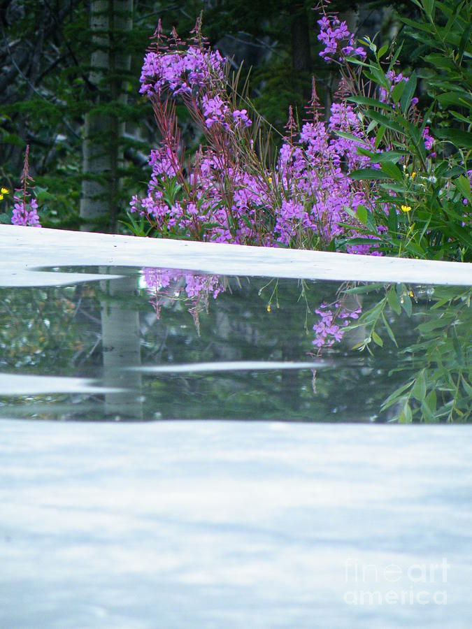 Fireweed Doused Photograph