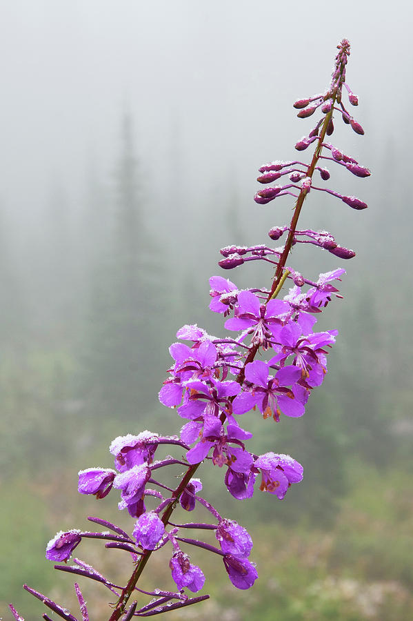 Mount Rainier National Park Photograph - Fireweed, Frosty Covering by Ken Archer