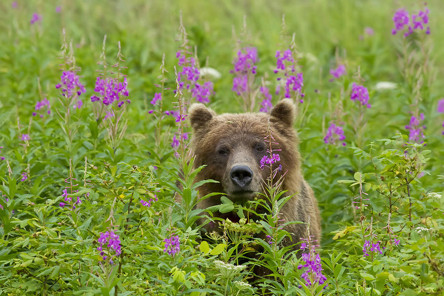 Brown Bear Photograph - Fireweed Grizzly by John Hyde