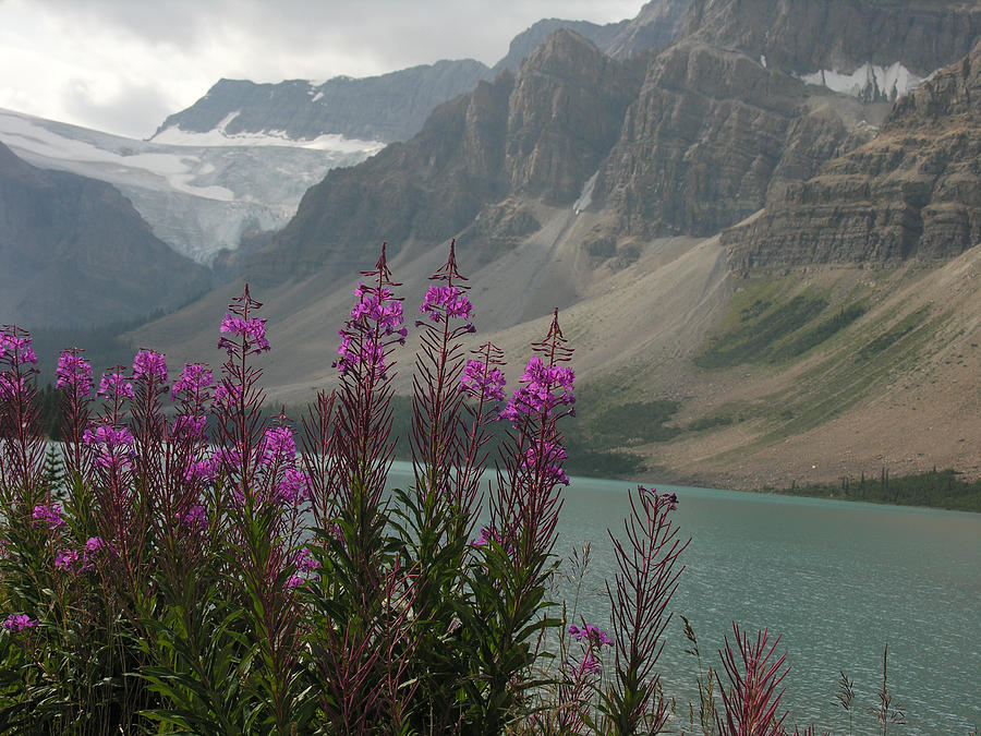 Fireweed Ice Fields Parkway Photograph by Robert Lozen