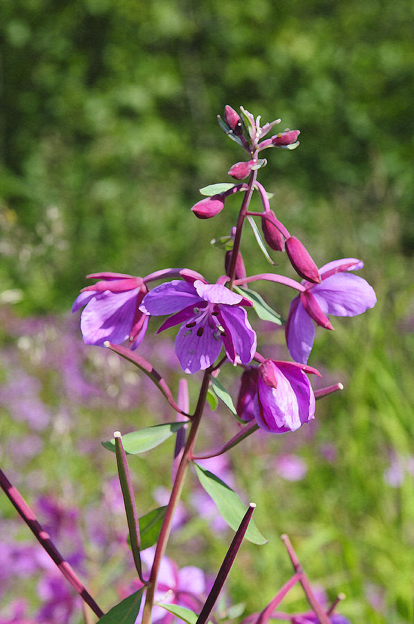 Fireweed in Bloom Photograph by Betty Eich