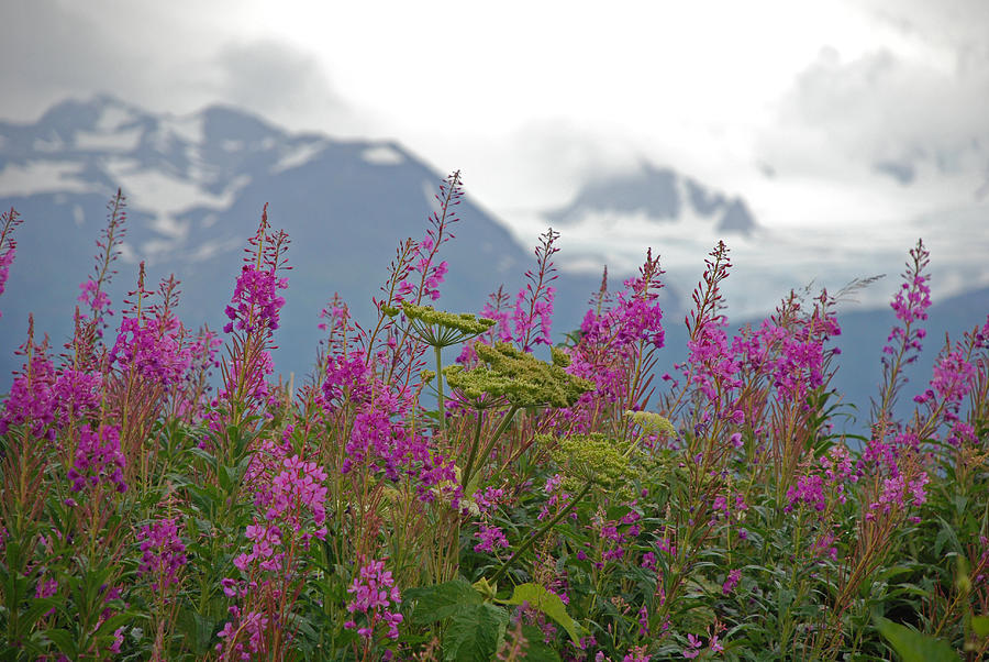 Mountain Photograph - Fireweed by Jim Cook