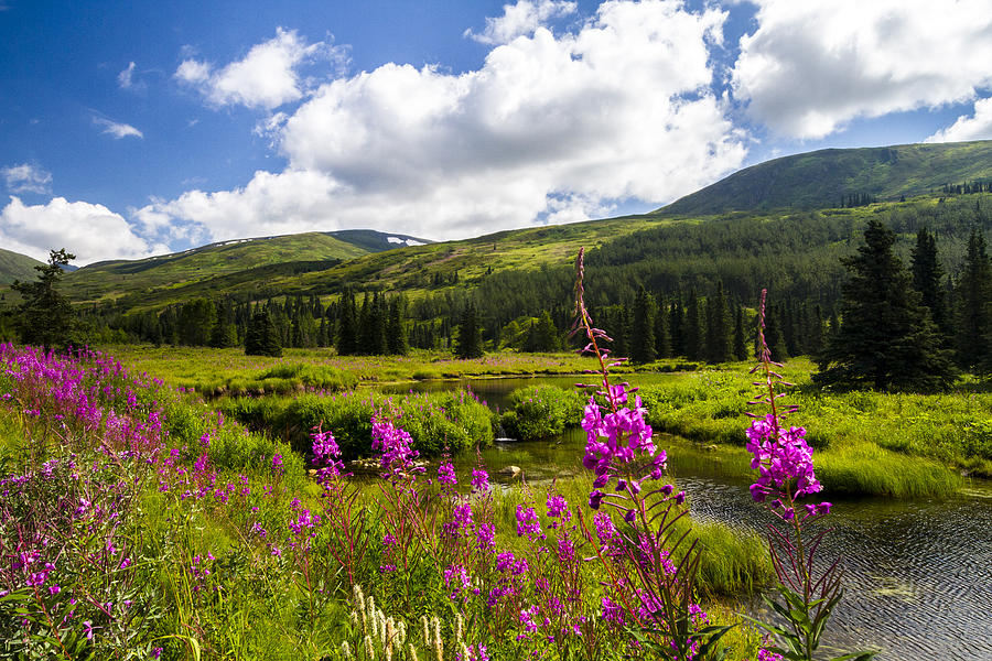 Fireweed in the Highland Meadow Photograph by Kyle Lavey