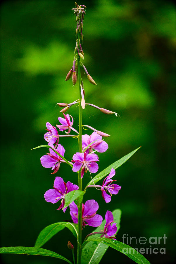 Flowers Still Life Photograph - Fireweed by Les Palenik